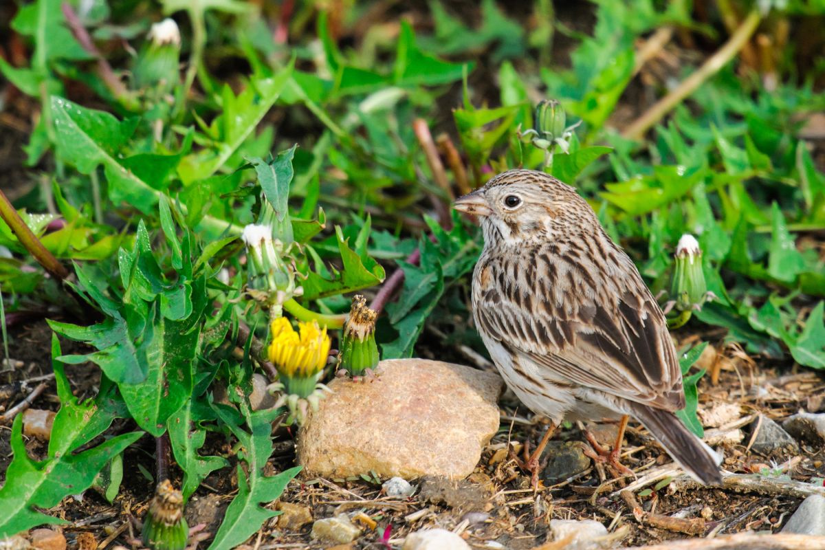 A cute Baird’s Sparrow standing on the ground.