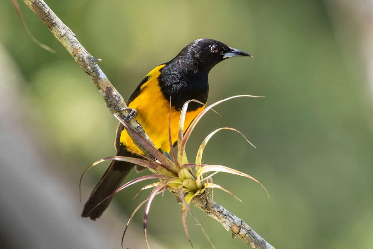 A beautiful Black-Vented Oriole perching on a branch.