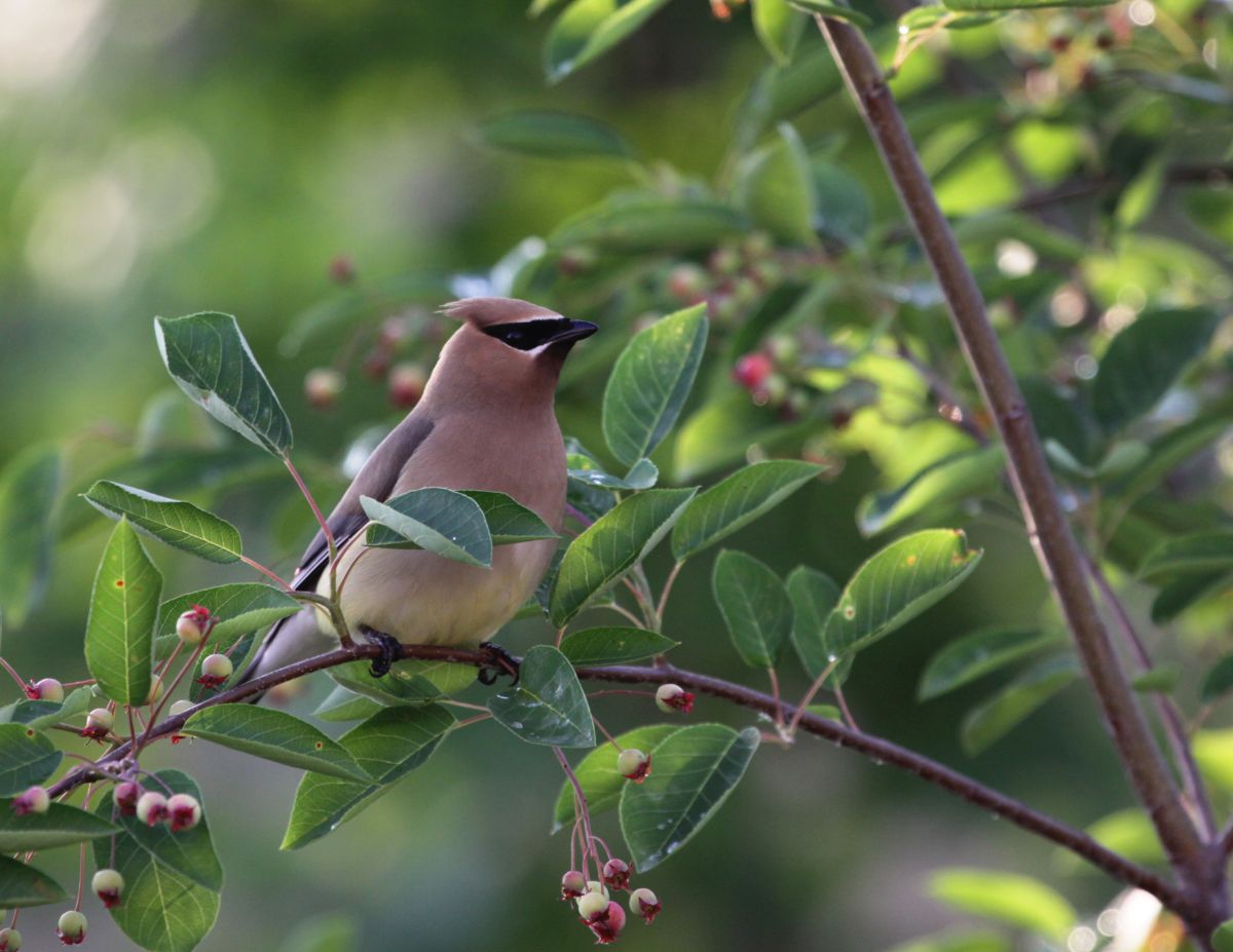 A beautiful Cedar Waxwing perched on a thin branch.