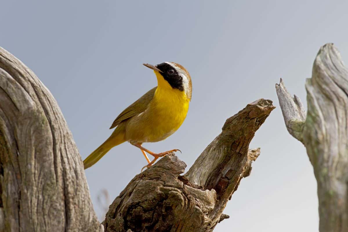 A cute Common Yellowthroat perched on an old dried tree.