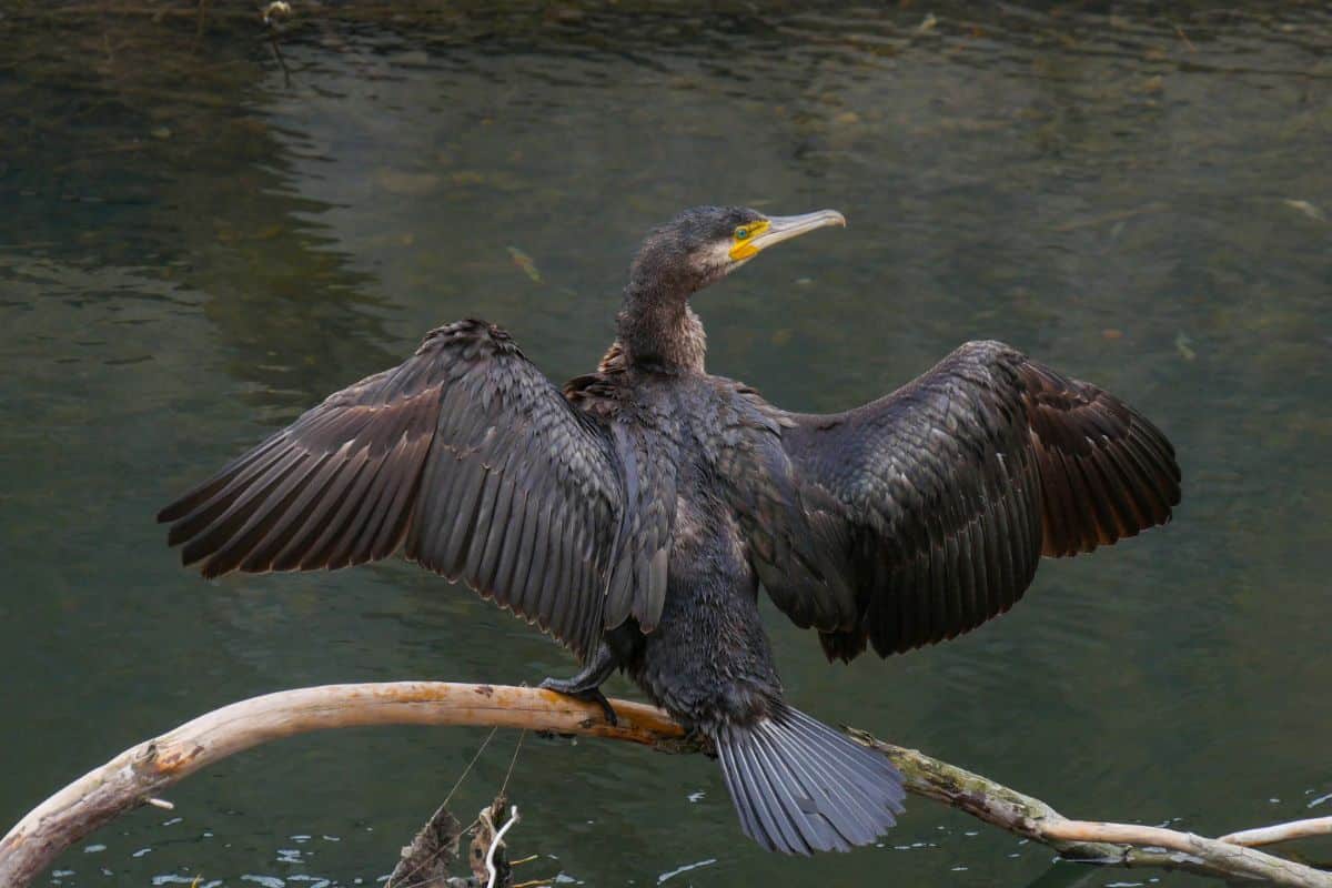 A black Cormorant perched on a branch with spread wings.