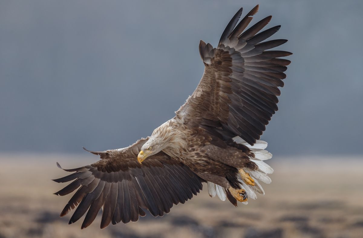 A flying majestic brown eagle.