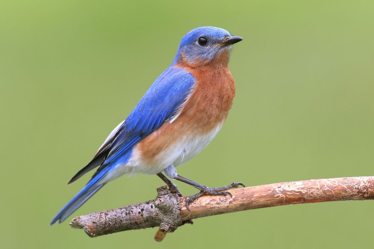 A beautiful Eastern Bluebird perched on a dry branch.