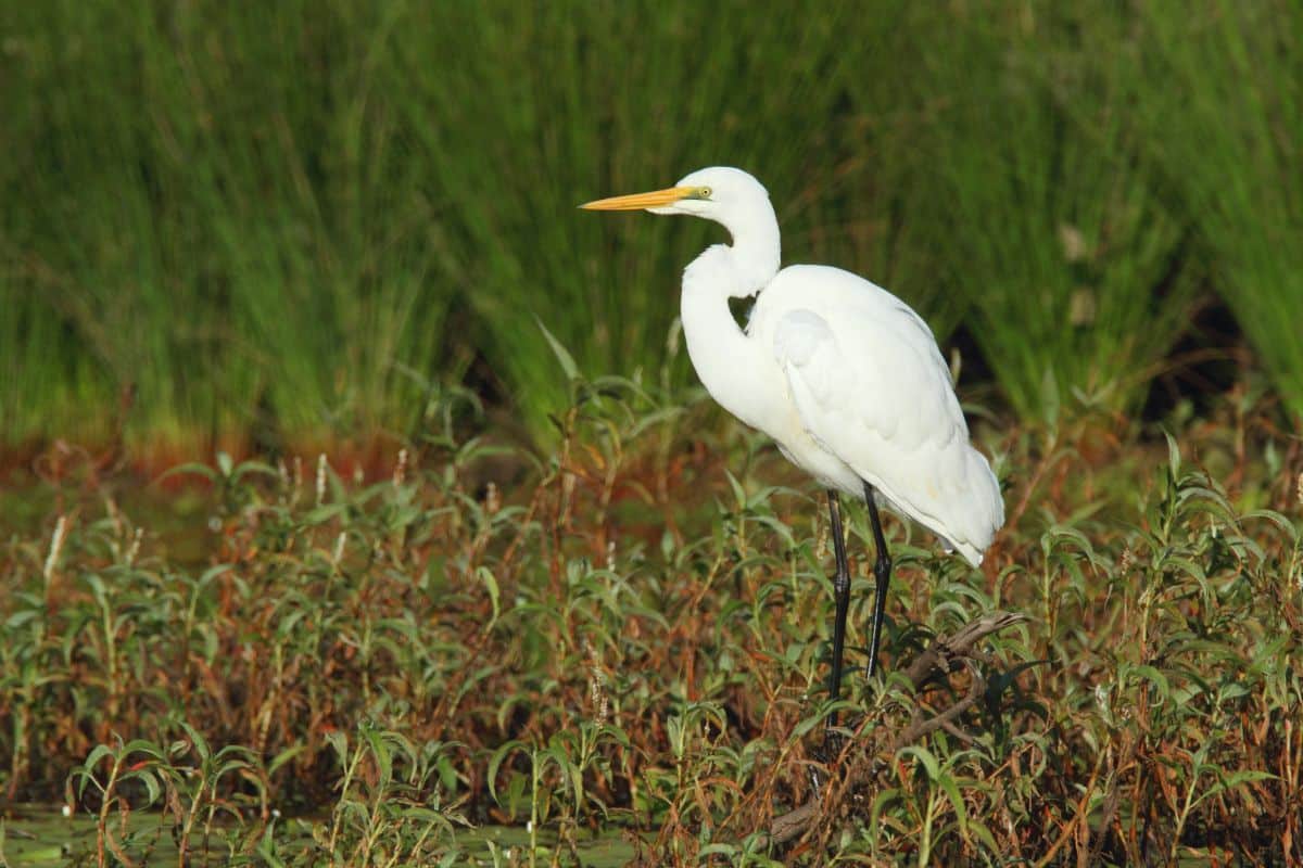 An adorable Eastern Great Egret walking in a swamp.