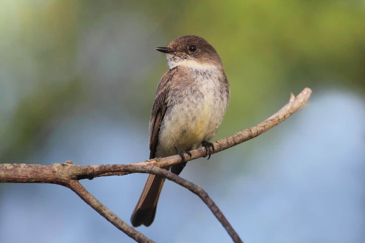 A cute Eastern Phoebe perching on a thin branch.