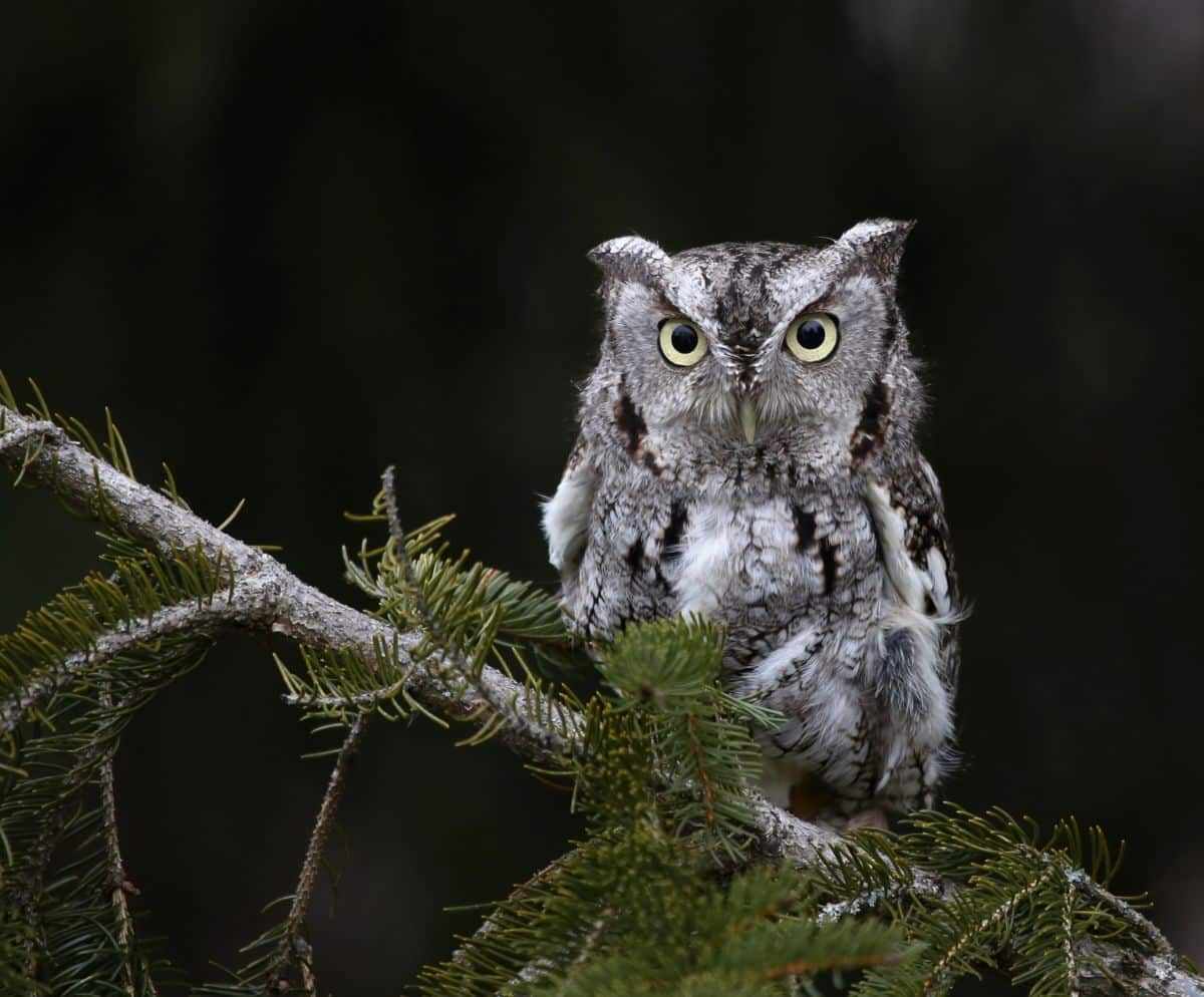 A beautiful Eastern Screech Owl perched on a branch.