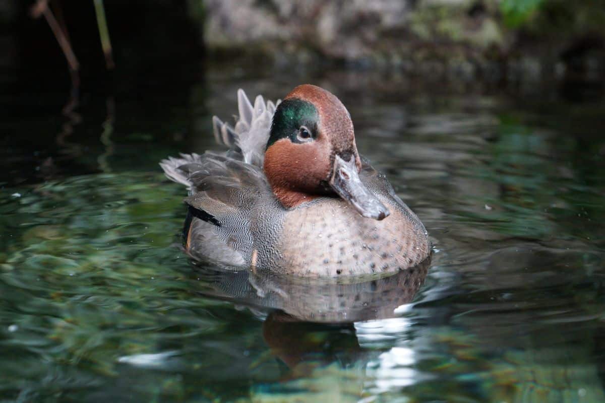 Green-Winged Teal duck swimming in water.