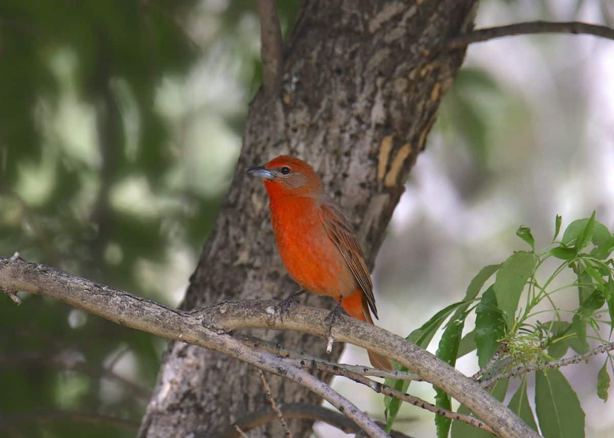 A beautiful Hepatic Tanager perching on a branch.