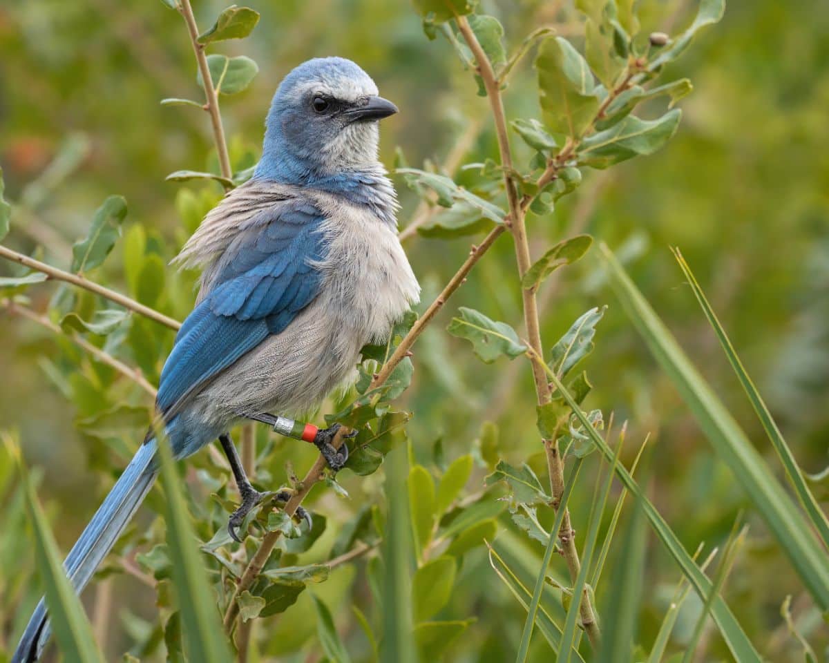 A beautiful Island Scrub Jay perched on a thin branch.