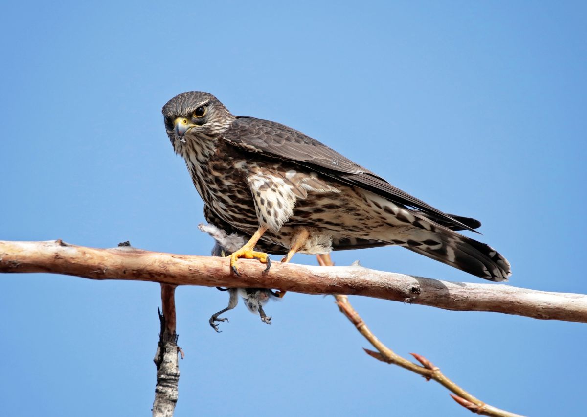 A fierce Merlin perched on a branch.