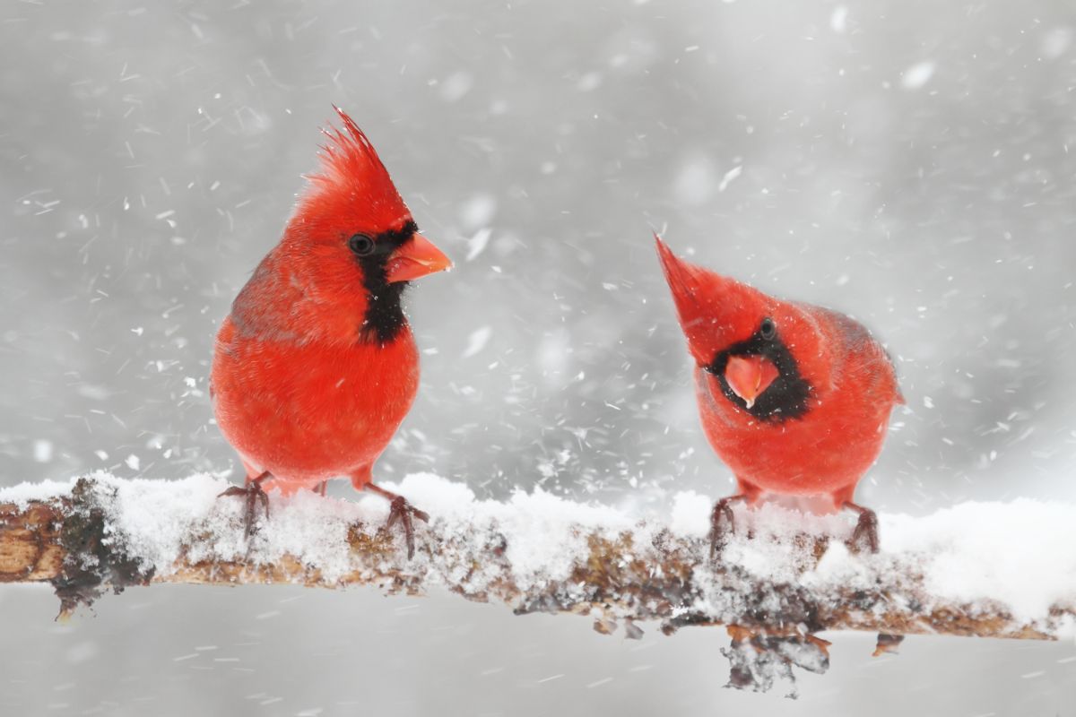 Two beautiful Northern Cardinals perched on a snow-covered branch.