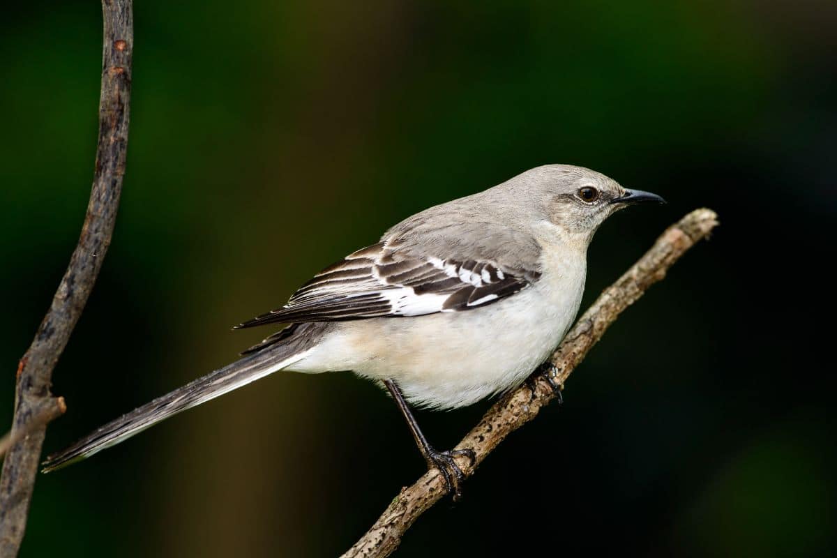 A cute nothern mockingbird standing on a thin tree branch.