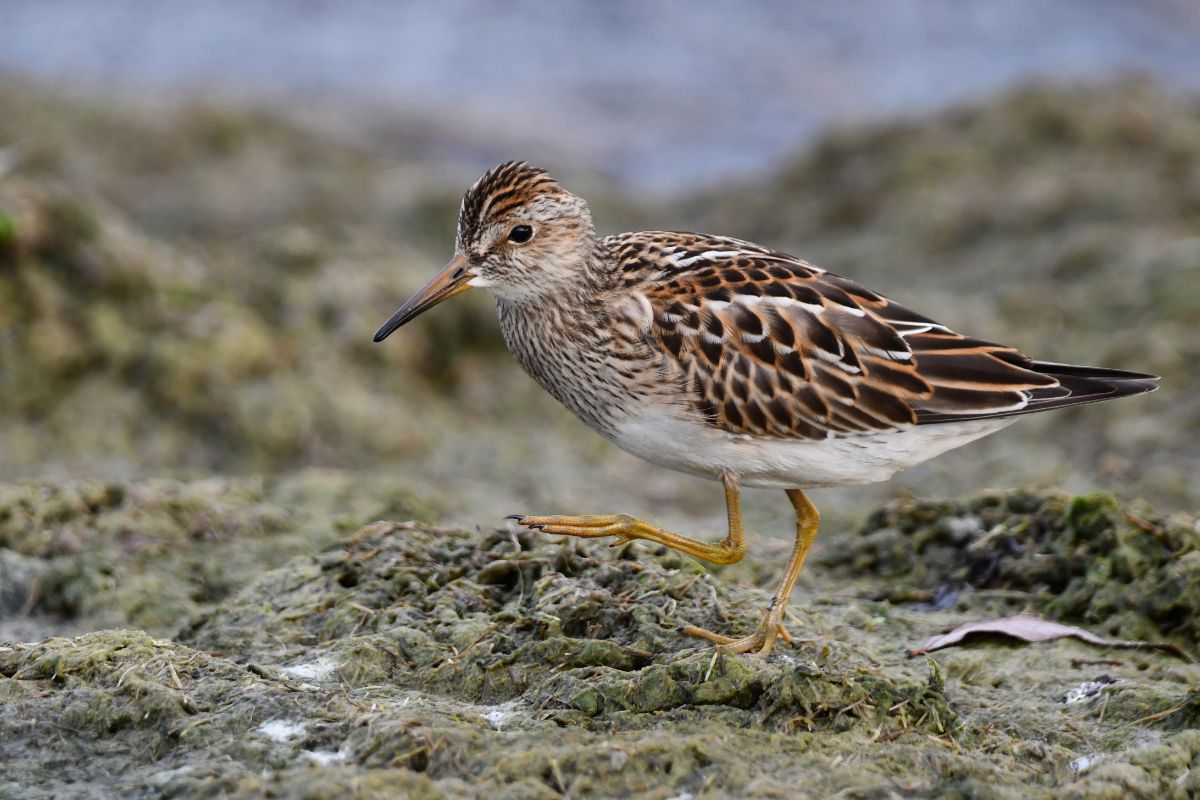 An adorable Pectoral Sandpiper walking on the ground.