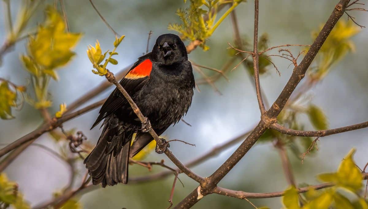 A beautiful Red-winged Blackbird perched on a thin branch.