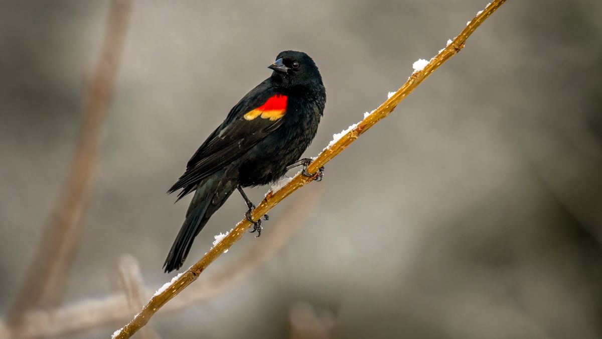 A beautiful Red-Winged Blackbird perched on a branch.