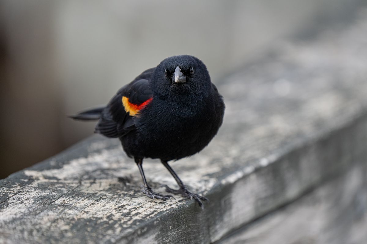 A beautiful Red-winged Blackbird perched on a wooden board.