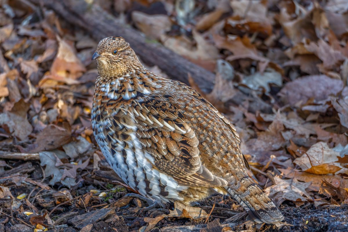 A beautiful Ruffed Grouse standing on the ground.