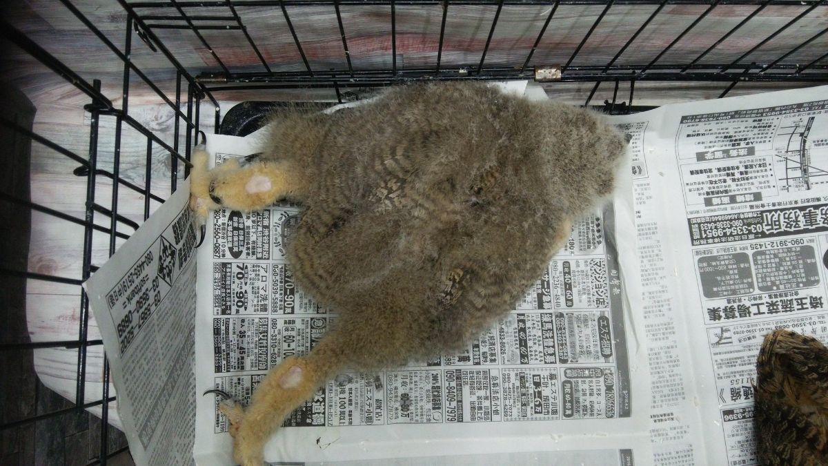 A cute brown owl sleeping in a funny position in a cage,