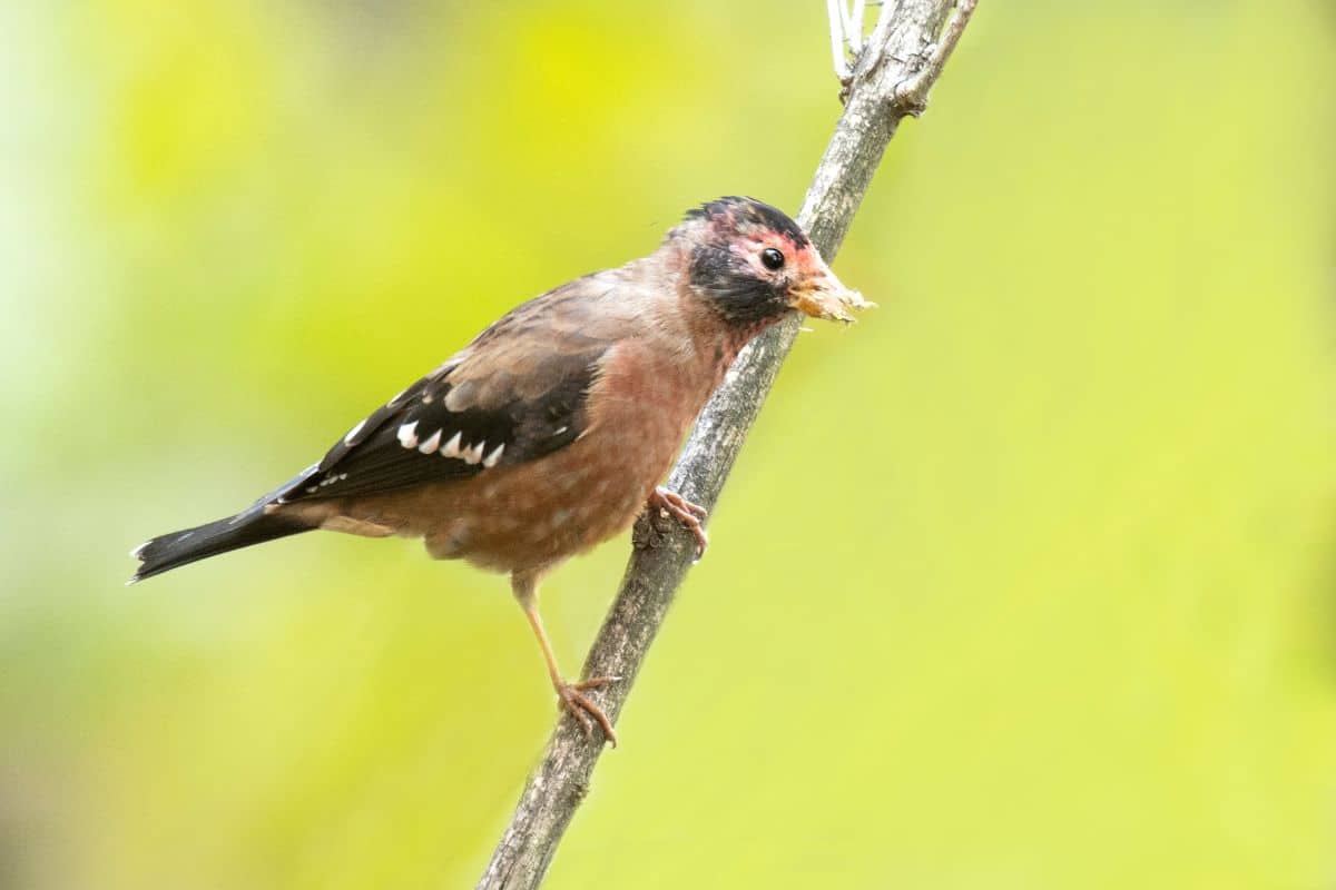 An adorable Spectacled Finch standing on a tree branch with a full beak.