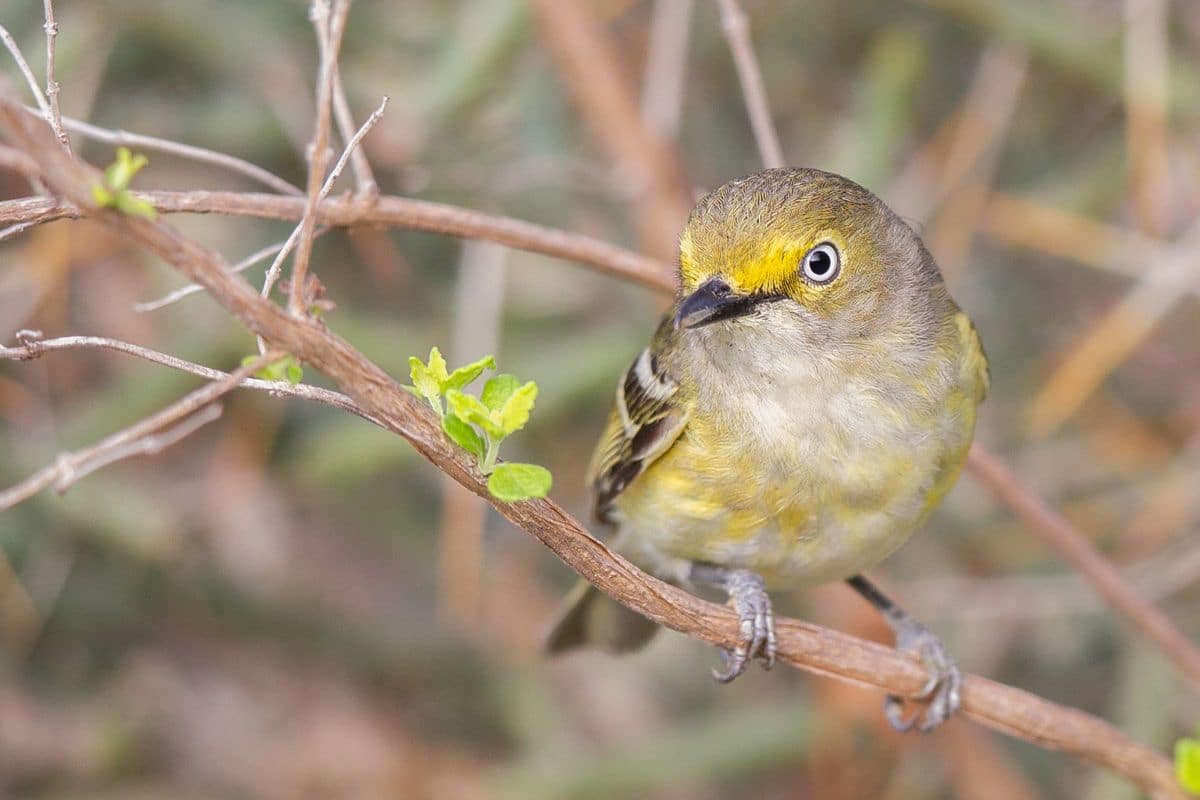 A cute White-Eyed Vireo perching on a thin branch.