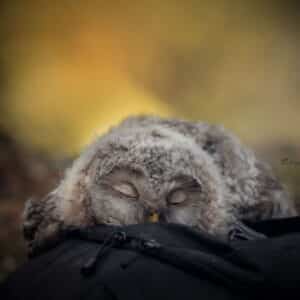 A cute owlet sleeping on a black backpack.