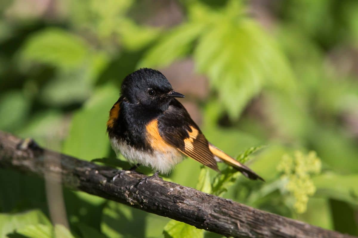 Cute American Redstart standing on a wooden pole on a sunny day.