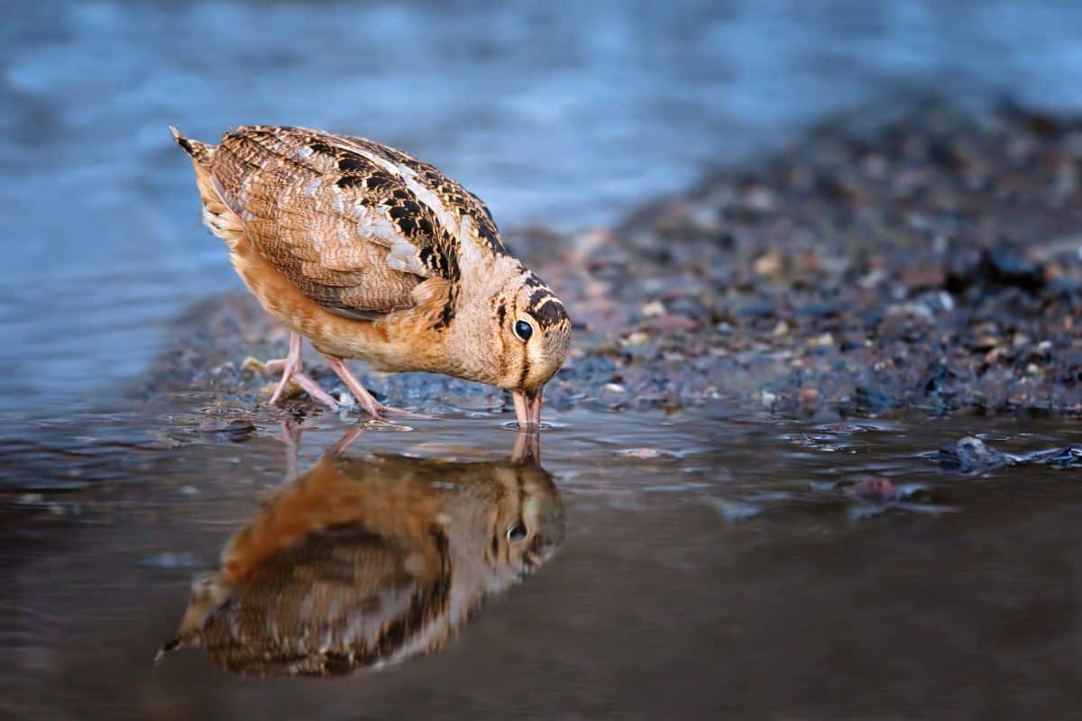 A brown american woodcock drinking water.