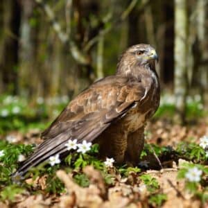 A majestic Red-tailet Hawl standing on the ground.