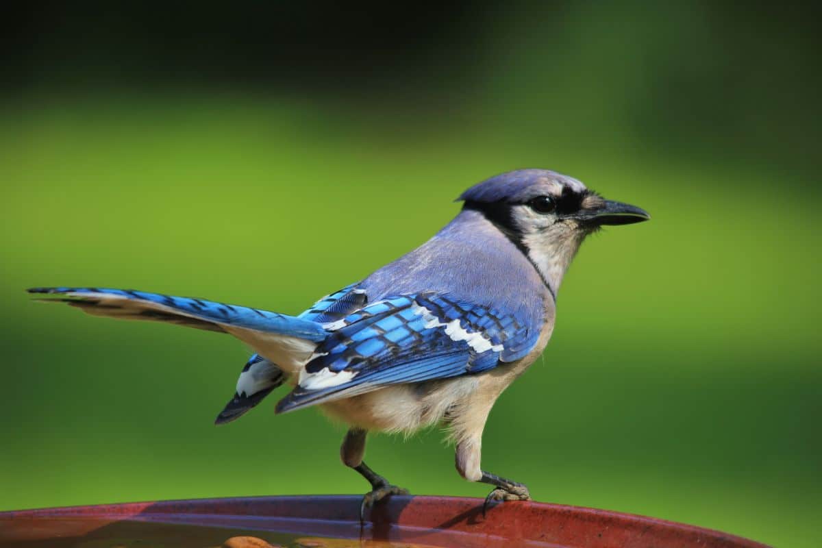 A beautiful Blue Jay perched on the edge of a bird feeder.