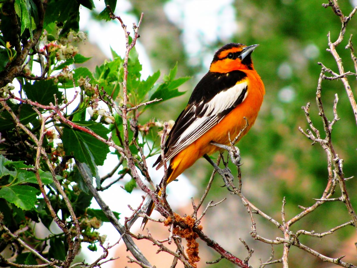 A beautiful Bullock's Oriole perching on thing branches.