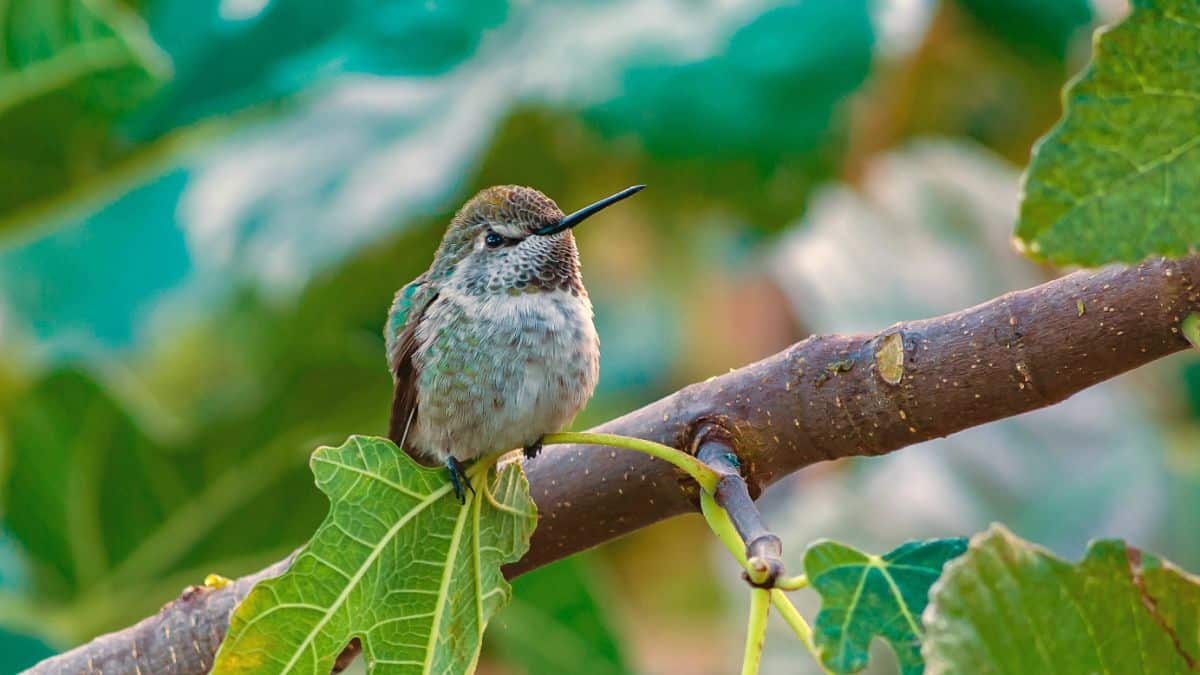 A cute Calliope Hummingbird perched on a branch.