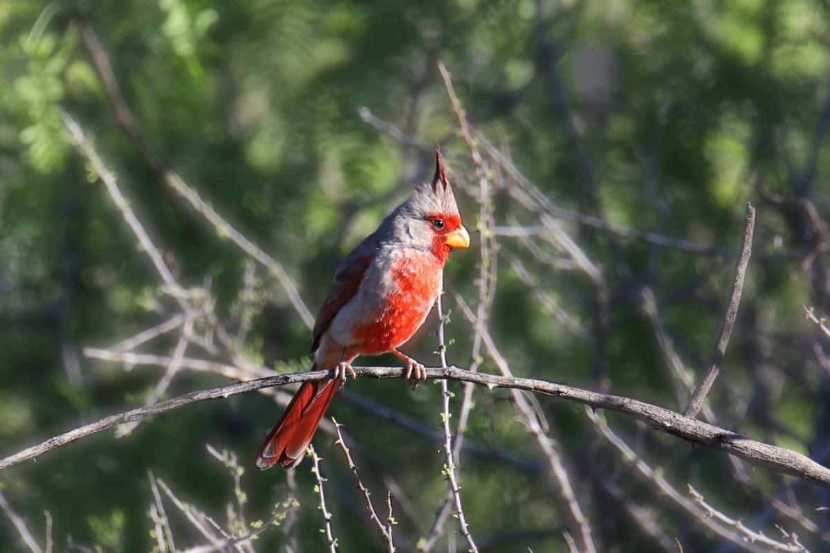 A beautiful Desert Cardinal perching on a branch.