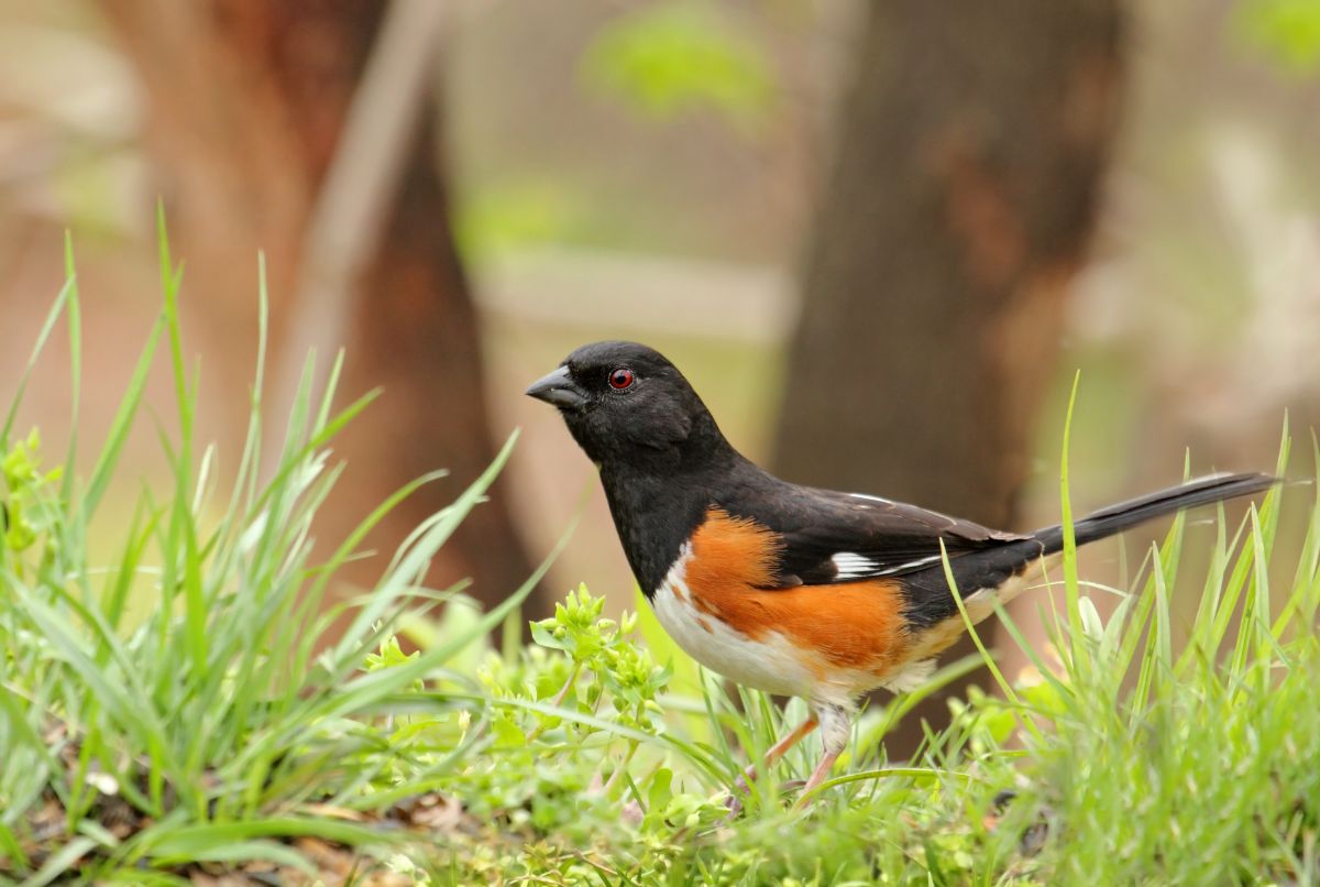 A beautiful Eastern Towhee walking on the ground in the forest.