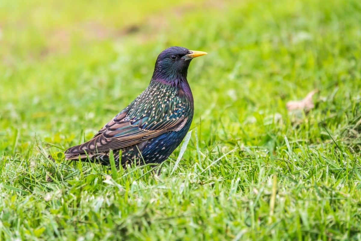 A beautiful European Starling standing on a green meadow.