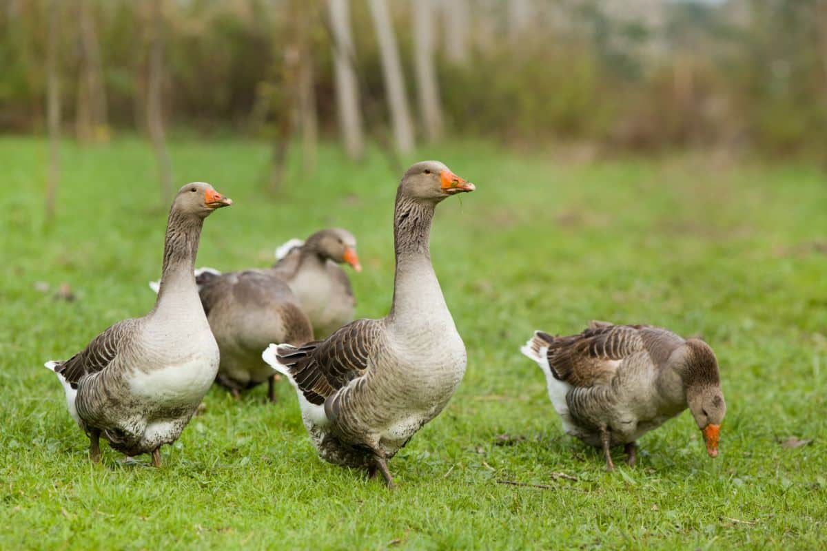 A bunch of Geeses on a meadow.