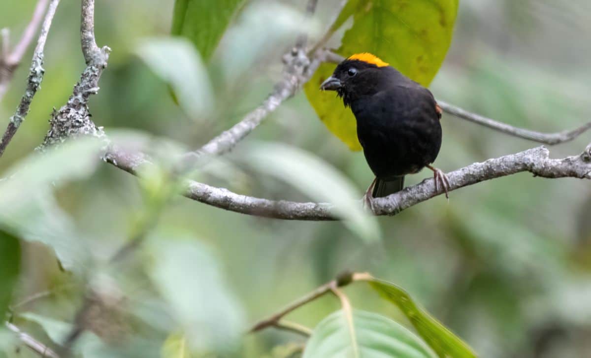 An adorable Golden-Naped Finch standin on a tree branch.