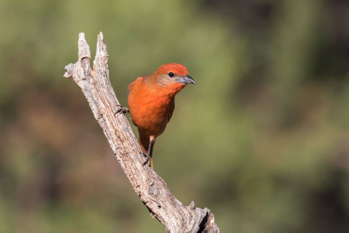 An adorable Hepatic Tanager perched on an old branch.
