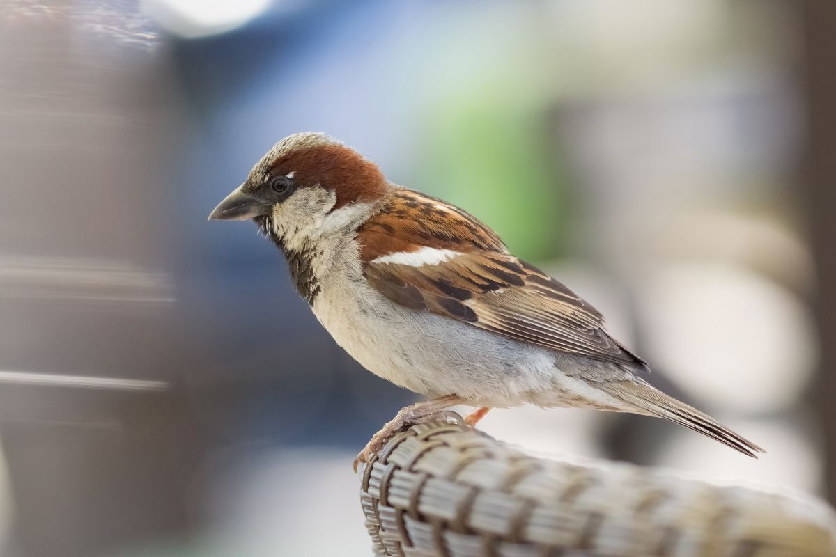 A cute House Sparrow perched on a chair.