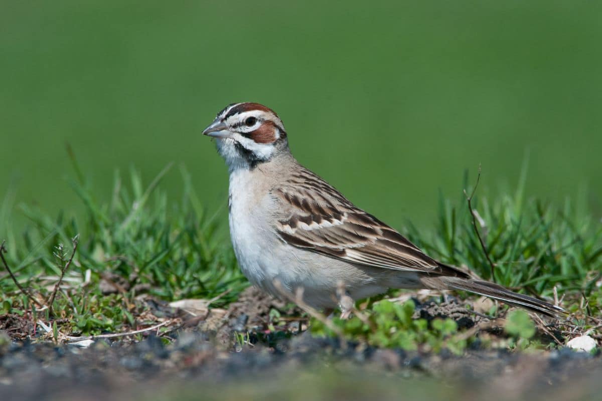 A cute Lark Sparrow standing on the ground.