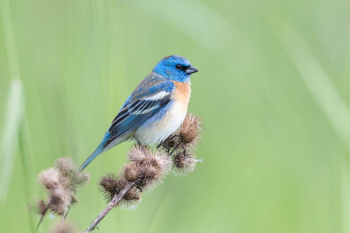 A cute Lazuli Bunting perched on a dried plant.