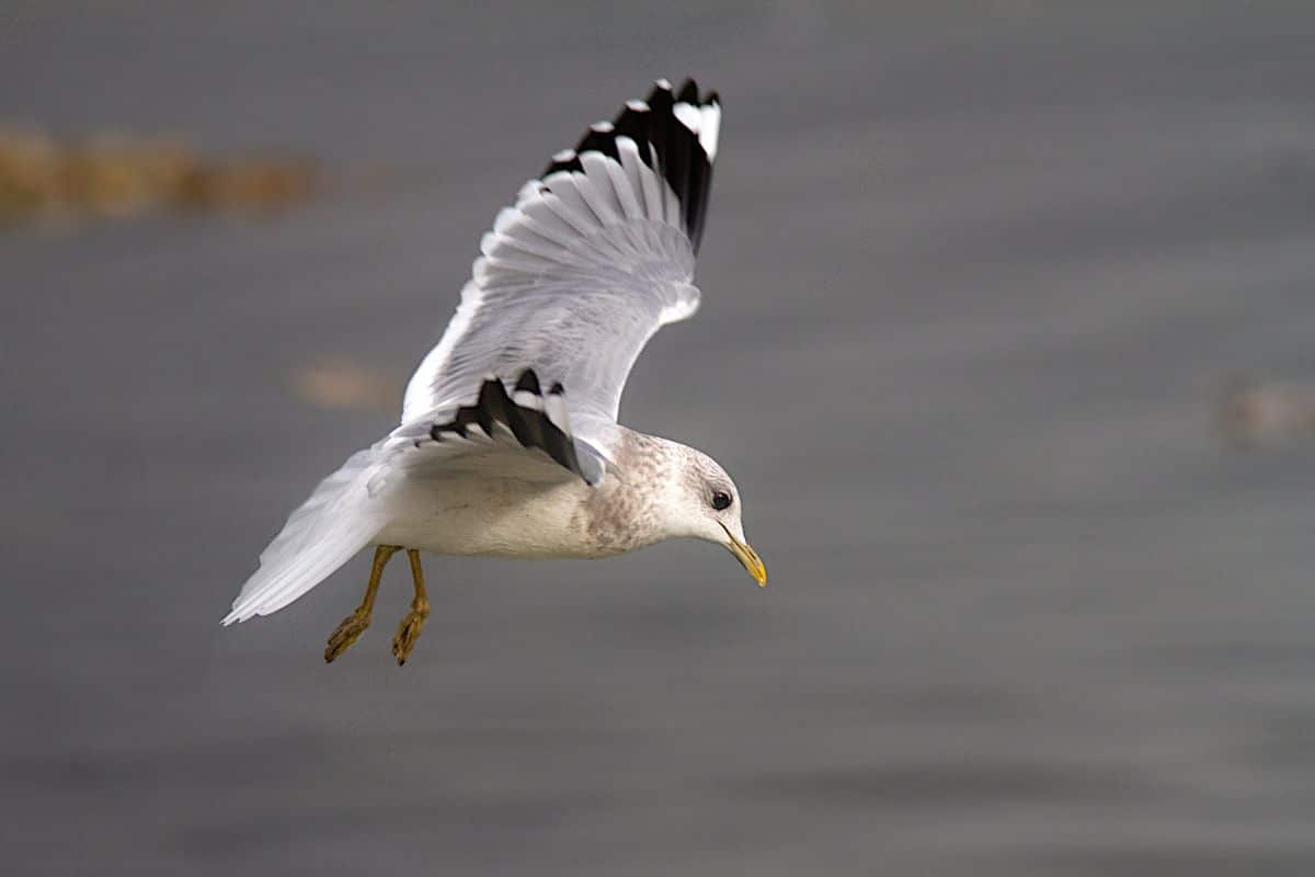 A flying Mew Gull.