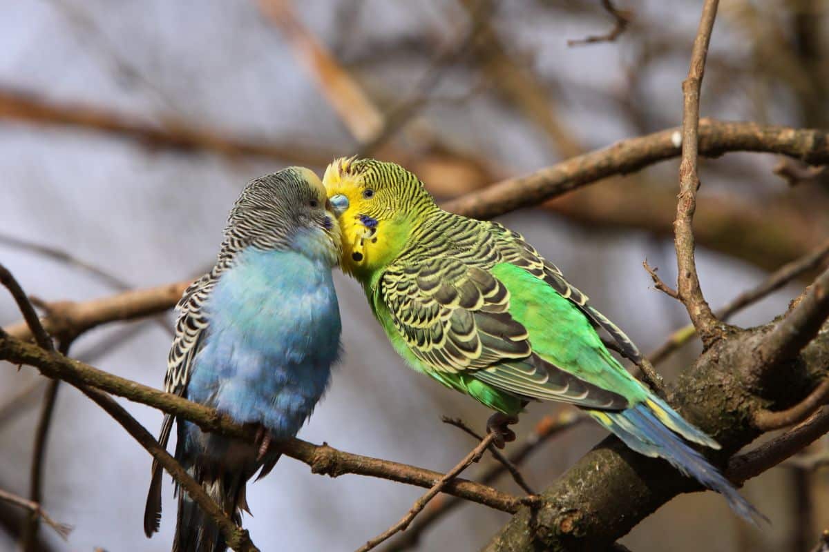 Two adorable Parakeet Budgies perched on a tree.