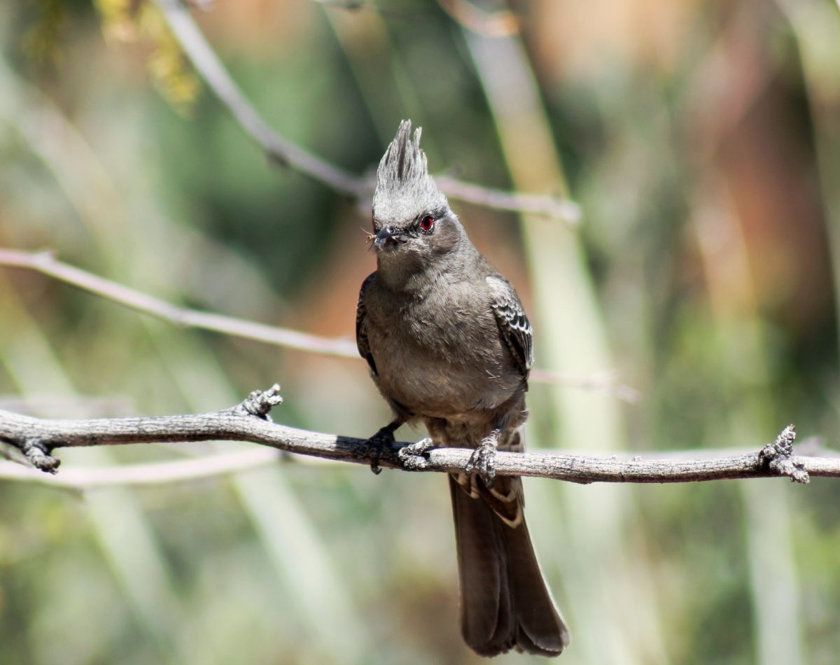 A beautiful Phainopepla perched on a branch.