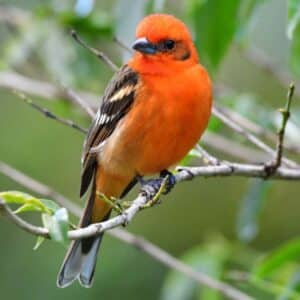 A beautiful Flame-colored Tanager perched on a branch.
