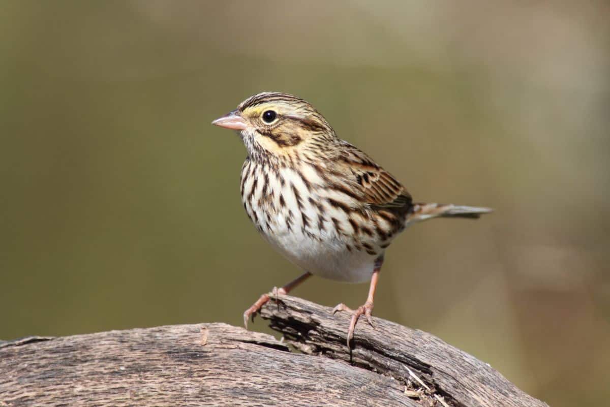 A cute Savannah Sparrow perched on a wooden pole.