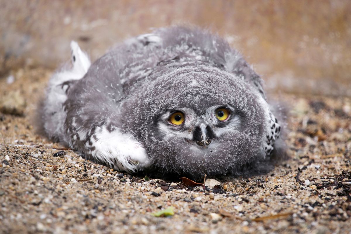 A big adult owl waking up from a nap.