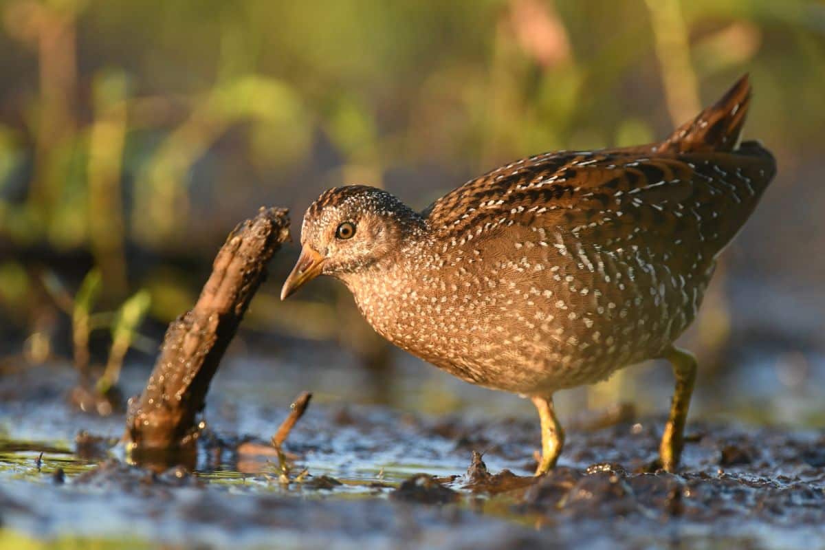 Spotted Crake walking in a swamp on a sunny day.
