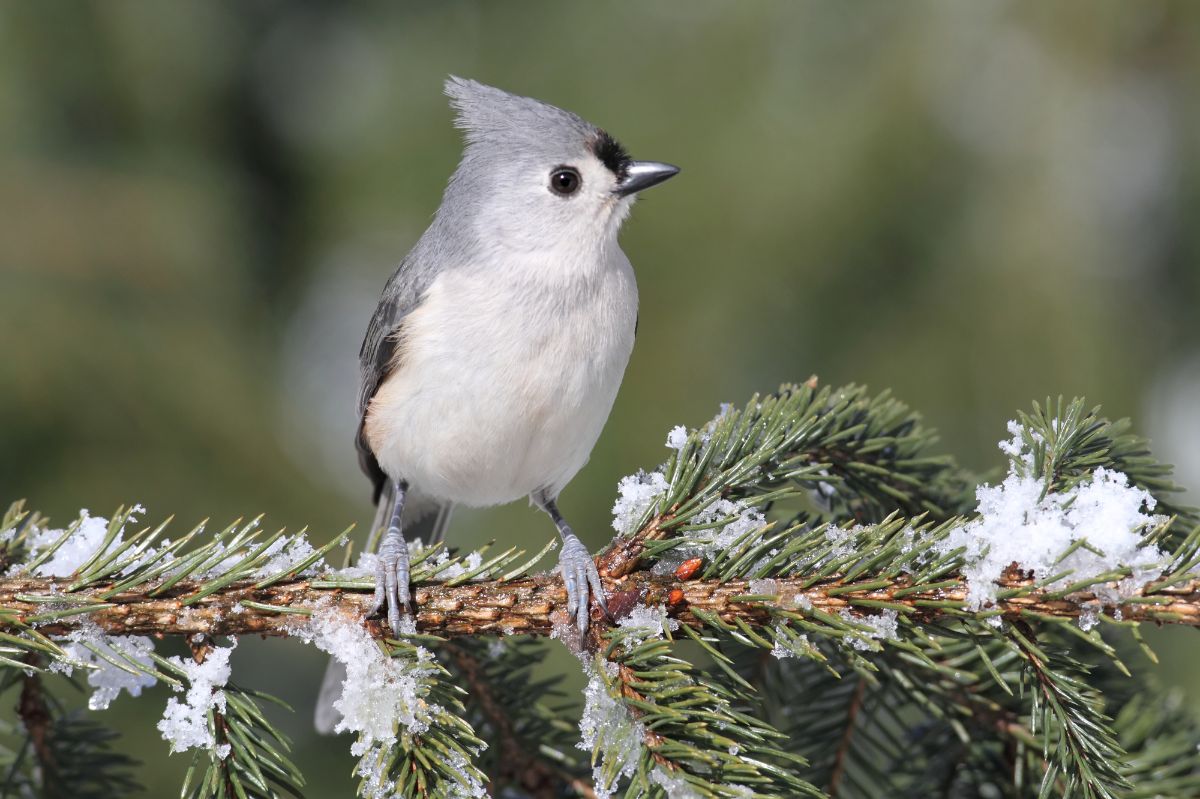 A cute Tufted Titmouse perched on a snow-covered pine branch.