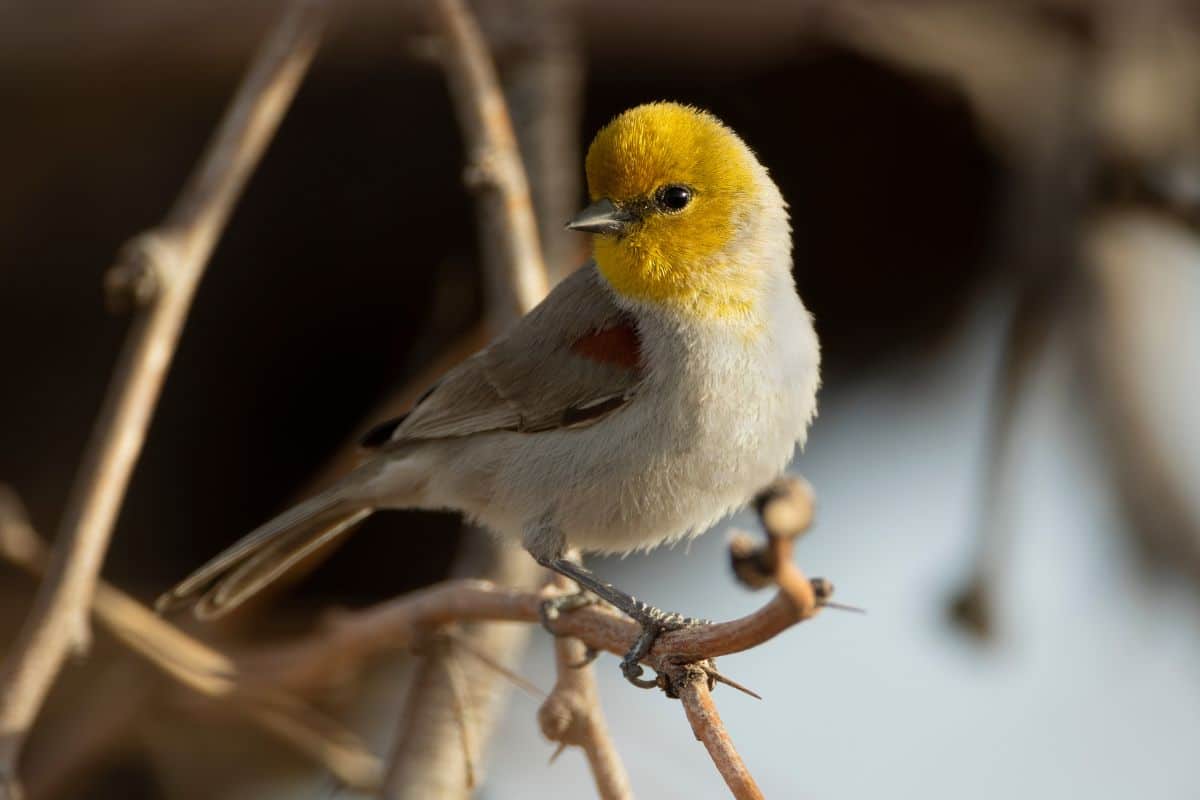 A cute Verdin perching on a thin branch.