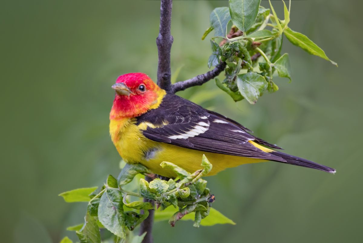 A beautiful Western Tanager perched on a tree branch.